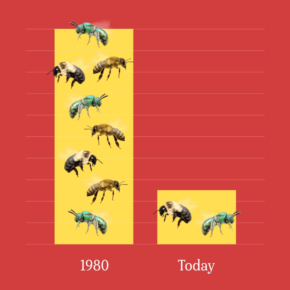 Graphic of bee loss from 1980 to today