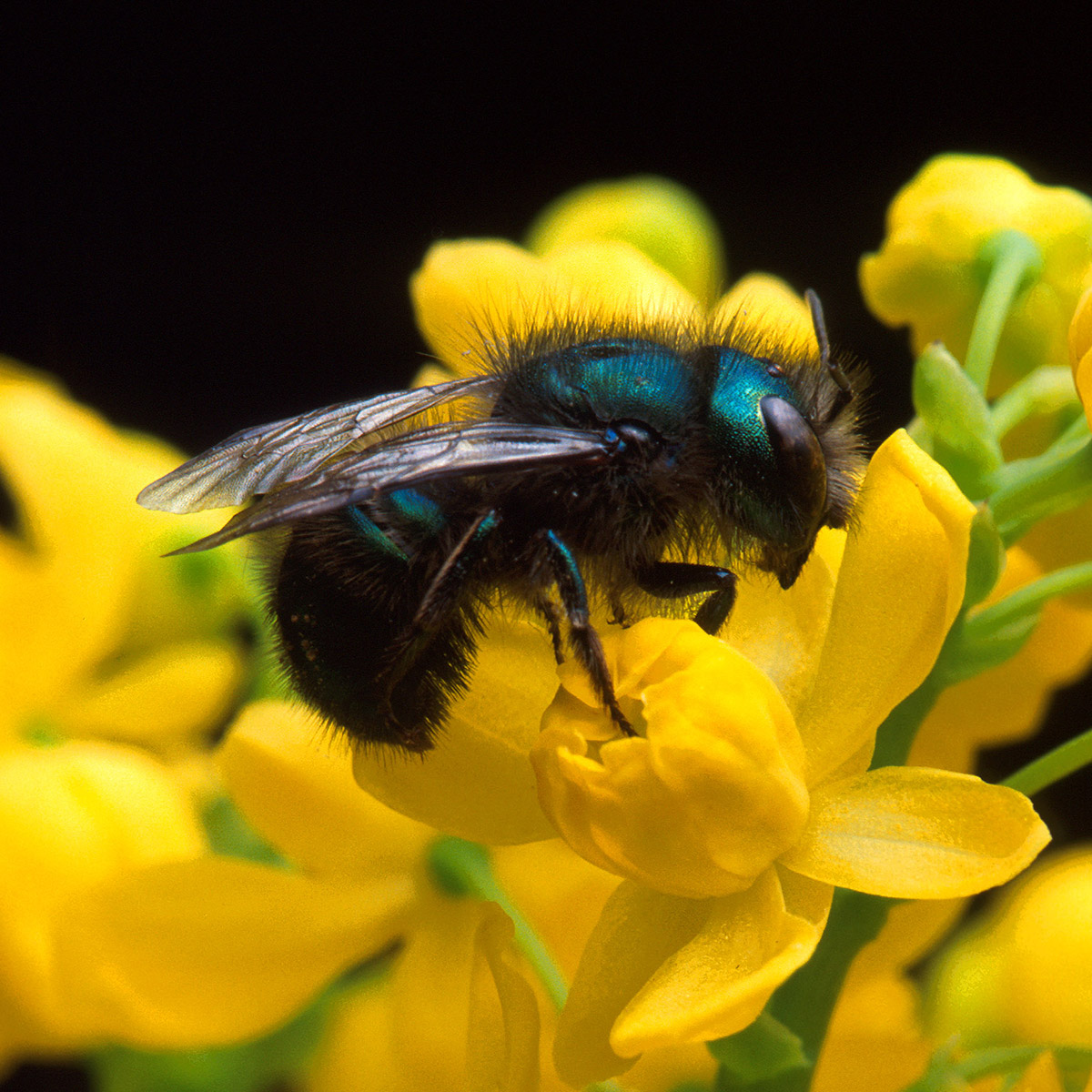 Photo of blue orchard bee