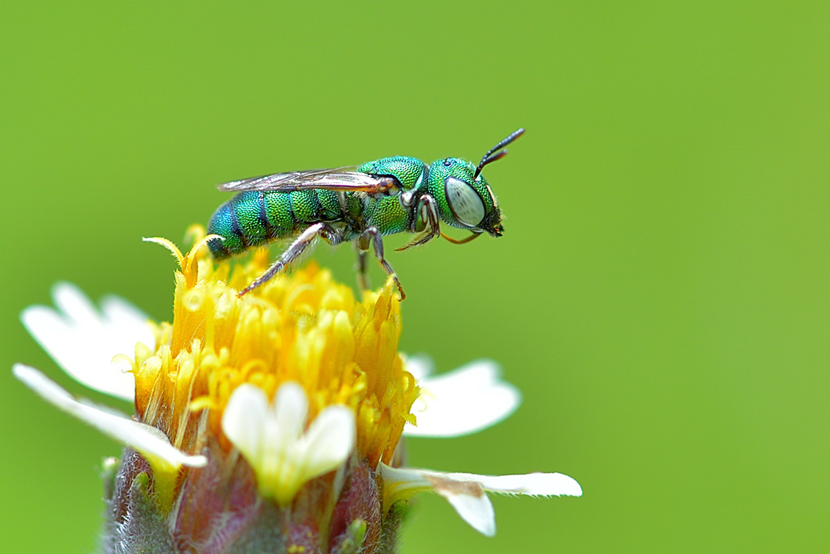 Photo of green sweat bee