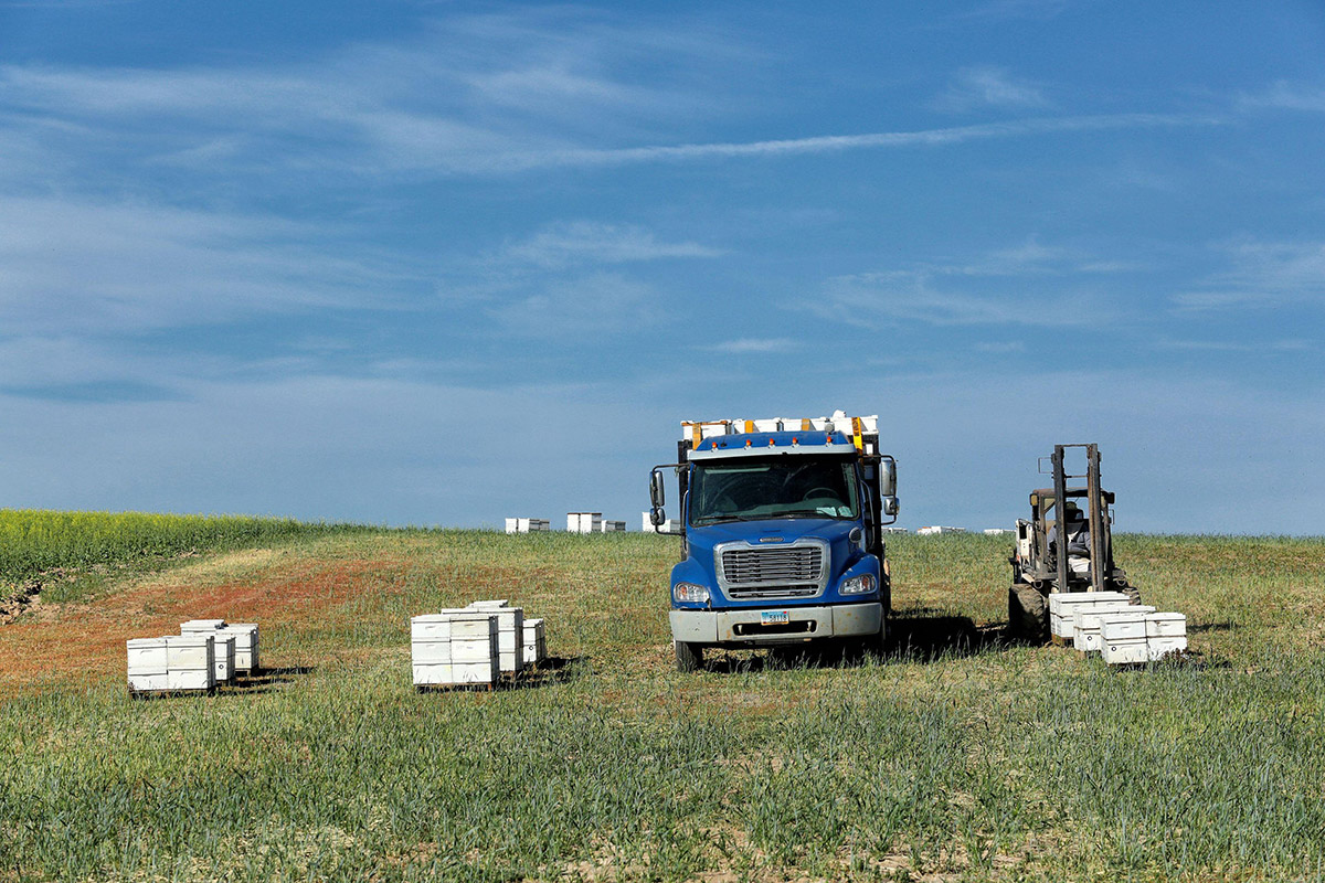 Photo of loading beehives onto a truck