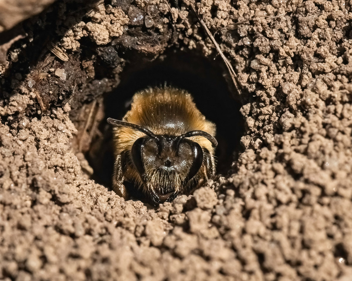 Photo of polyester bee
