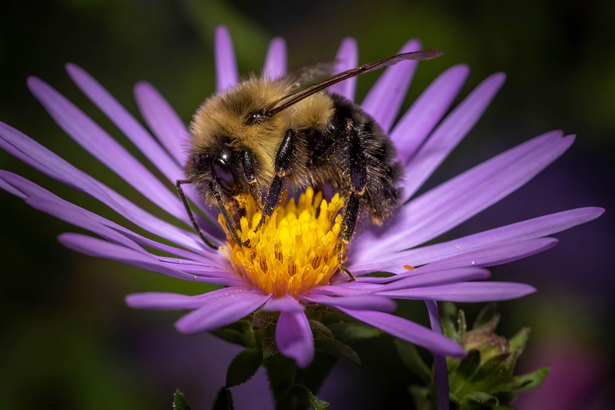 Photo of bumble bee on purple flower